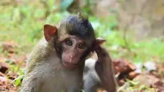 Pity Baby Monkey Bawl Loudly So Collide Tree ST1224 Mono Monkey
