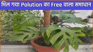 Swiss cheese plant यानी Polution का कट्टर दुश्मन! #plantation #swisscheeseplant