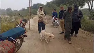 ڪشموررات 45 آر ڊي لڳ علم دين کوسو جي دڪان مان چور چوري ڪري ويا هئا تنهن بعد کوجي ڪتو آندو ويو#dog 
