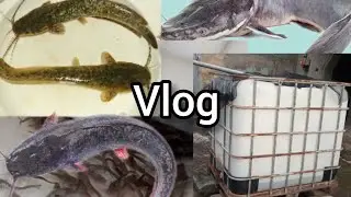 How To Rear CatFish At Home || My beautiful experience
