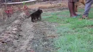 Gsd puppy available ( surya kennal in muzaffarnagar)