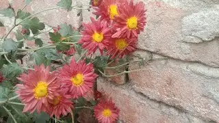 Guldavari flower plant//organic fertilizer//woodash used in fertilizer//