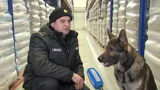 Напарник, друг и специалист: как воспитывают четвероногих в кинологической службе Брестской таможни