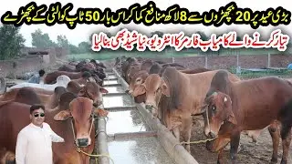 Sahiwal Bachra Farming For Eid | Brahman Bulls Farming | 8 Lac Profit From 20 Calves