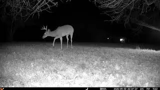 Archive Files of Trail Camera 2 Compilation 20251001 i