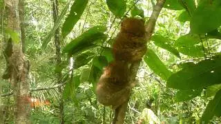 Tarsier, Conservation Area, Bohol Philippines