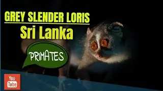 Grey Slender Loris | Sri Lanka