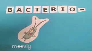 Types of Plankton: Phytoplankton, Zooplankton, Bacterioplankton