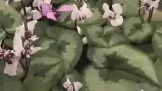 Cyclamen and Hellebores at Honeyhill Farms
