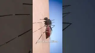 Сколько комаров нужно, чтобы высосать всю твою кровь? 😨