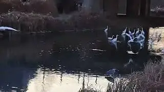 바람의 소원