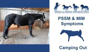 PSSM & MIM Symptoms- Camping Out