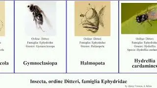 Insecta, ordine Ditteri, famiglia Ephydridae scatella picta riparia caudata Notiphila Discomyza