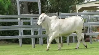 LOT 14   Females of the Future Sale 2022