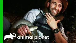 Constricted By A 10 Foot Long Python! | Coyote Peterson: Brave The Wild