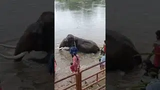Elephant bathing in river