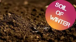 Best soil mix for winter flowering plant.