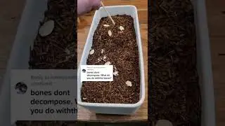 What happens to the bones in the human composting process? #shorts