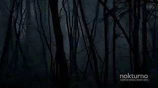 Nighttime Animal Sounds: Wolves Howling & Stags Roaring in the Wild