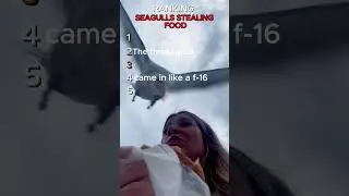 RANKING seagulls STEALING FOOD