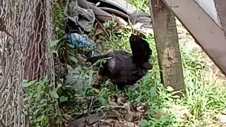 African fowl #chicken #care #fowls
