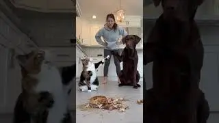 Guilty cat and dog blame each other for the mess they made! who's the culprit?  #cat #funny #puppy