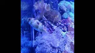 #fisch#Fisch#Fische#рыба#рыбалка#Аквариум#аквариумные рыбки#рыбак#рыбалка#fishtok#Fischer