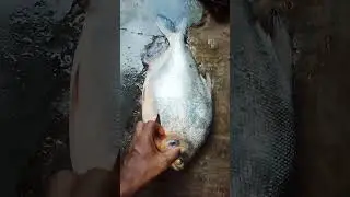 #fish #niali #odisha #fishcurry #villagefoodfactory #recipy #fishcutting