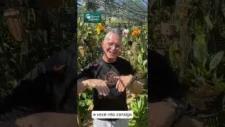 COMO CULTIVA A ORQU&Iacute;DEA ISABELIA VIRGINALIS?#SHORTS