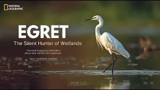 Egret: The Silent Hunter That Rules Wetlands with Patience and Precision
