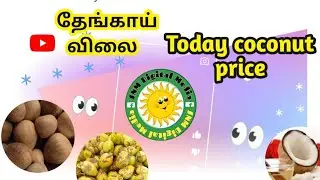 08 | 08 | 2025 கவுந்தம்பாடி தேங்காய் விலை | Kavundhampady coconut price