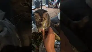 My Chunkster always needs attention &hearts;️ cute tabby cat &hearts;️ แมวขี้อ้อน