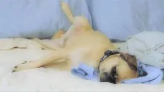 Cute Puggle 101: How To Exercise While Napping
