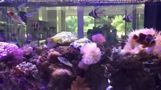 New Cade 1800 reef tank by Majestic Aquariums
