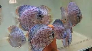 Discus Dispo Mai 2025