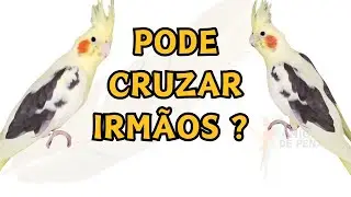 TUDO SOBRE O CRUZAMENTO ENTRE PARENTES #cosanguinidade #endogamia #calopsitas 
