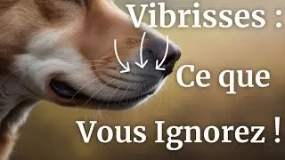 &Agrave; quoi servent les vibrisses des chiens ? 🐶