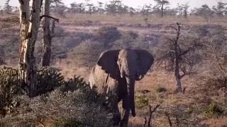 Wildlife Monitoring and Security at Segera Ranch Kenya