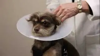Pet Ear Infections and Preventing Deafness