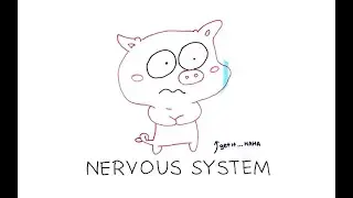 International Baccalaureate Biology [IB] - Nervous system