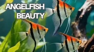 Beautiful Angelfish Swimming in a Natural Aquascape Aquarium 