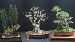 Bonsai exibition at Rajkot / Best of Saurashtra Bonsai Club Exhibition | Rajkot 2026