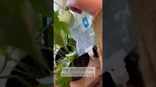 How to Use a watering bag for Your Plants💐