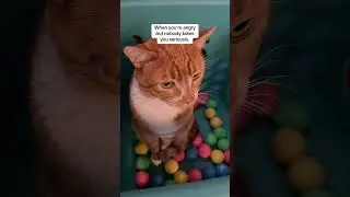 Cute but Grumpy Cat!😾 😂 #cats #catdad #viral #pets