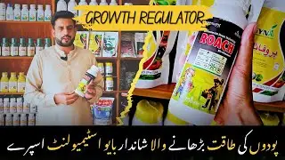 ROACH Bio Stimulant &ndash; اپنے پودوں کو سردی، کؤرے اور تھنڈ کے اثرات سے بچائیں!