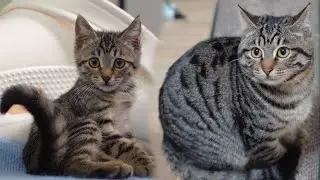 A growth diary of a kitten from 1 month to 6 months old！🐱🤣| SD猫の夢島💗