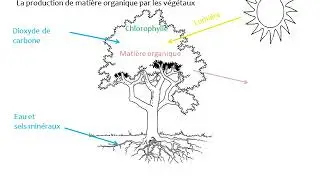 La photosynthèse   la production de matière organique par les végétaux