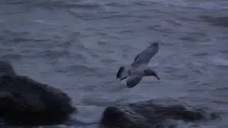 Gull in Storm Gerrit