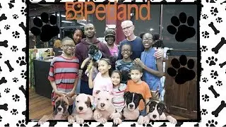 ADDING A GERMAN SHEPHERD TO OUR LARGE BLENDED FAMILY || HAMWILTREF VLOG