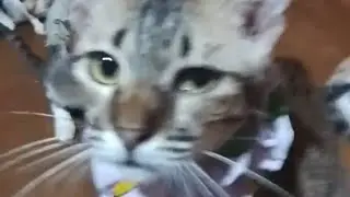 🏋️2718🤼9th Live of Precious Cats of MamaKiss 11/30/25 Sunday evening😼🧡🙀💷🙀💰💮🈲😺❤️😸#live #cats #sunday 